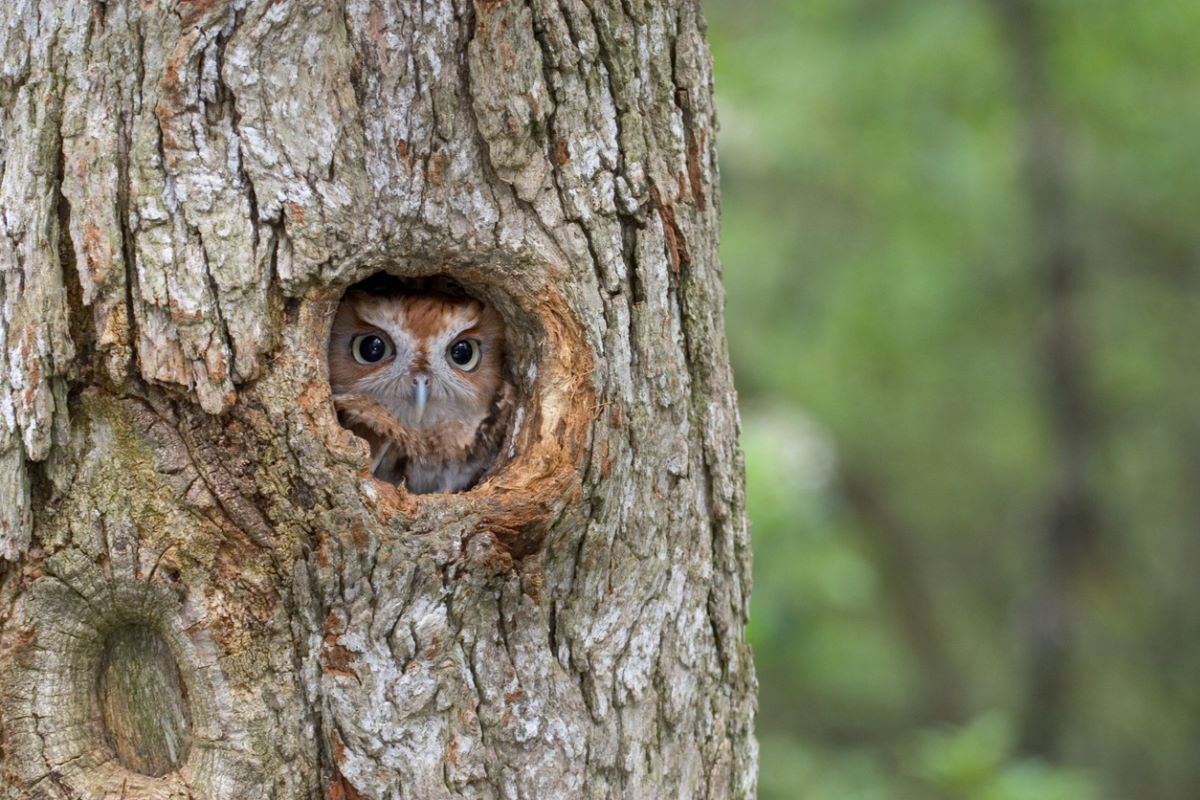 Eastern Screech Owl, finding shelter in a tree cavity